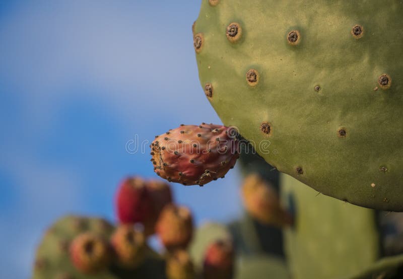 Um fruto do cacto em uma folha do cacto na região selvagem da ilha de Malta imagens de stock Um fruto do cacto em uma folha do cacto na região selvagem da ilha de Malta imagens de stock