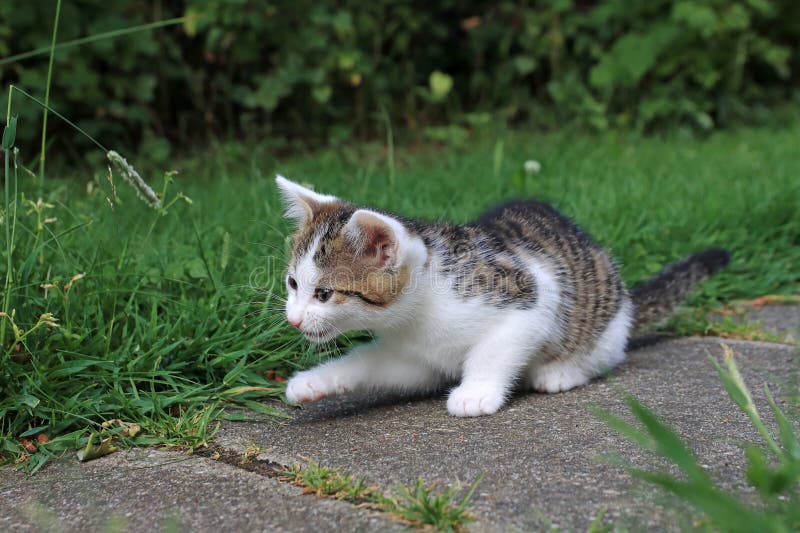 Um gatinho branco com pelagem listrada a brincar com lâminas de relva imagens de stock
