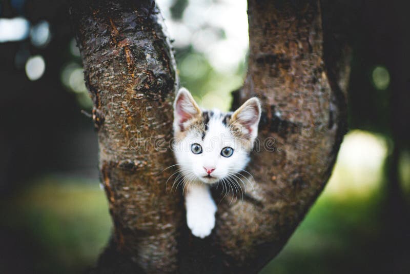 Um gatinho branco engraçado se senta em uma árvore foto de stock royalty free