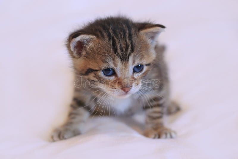 Um gatinho com olhos azuis e pelo listrado imagem de stock royalty free
