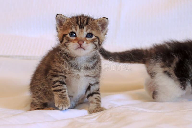 Um gatinho bebé com olhos azuis e pelo listrado fotos de stock royalty free