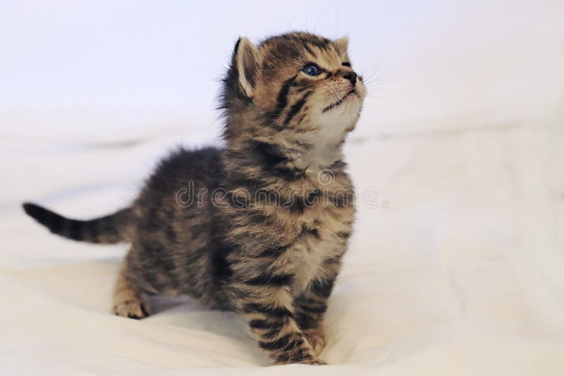 Um gatinho com olhos azuis e pelo listrado foto de stock