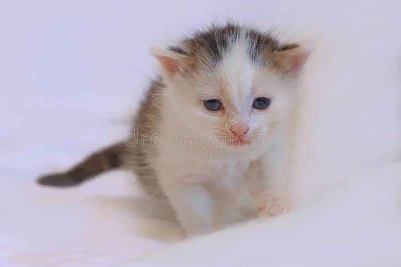 Um gatinho com olhos azuis e pelo marrom imagens de stock