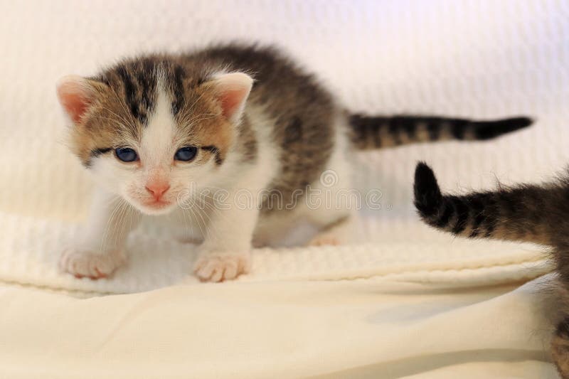 Um gatinho com olhos azuis e pelo marrom imagem de stock royalty free