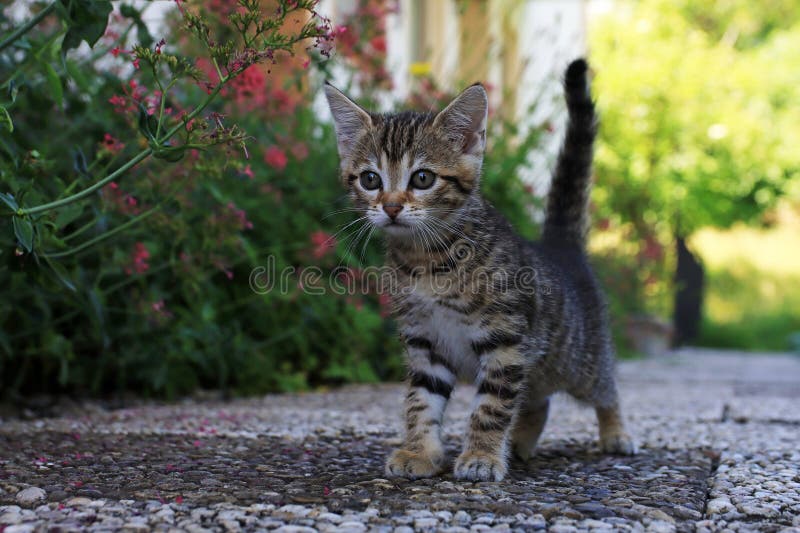 Um gatinho com pelo listrado e uma cauda curiosamente levantada fotos de stock royalty free