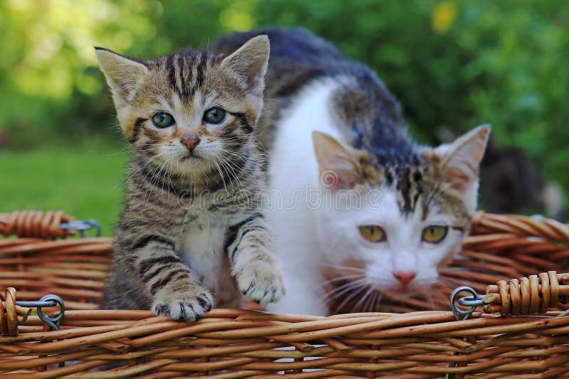 Um gatinho com sua mãe em uma cesta na grama fotos de stock