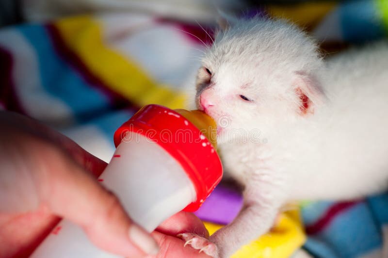 Jogo de gatinho branco imagem de stock. Imagem de patas - 240469143