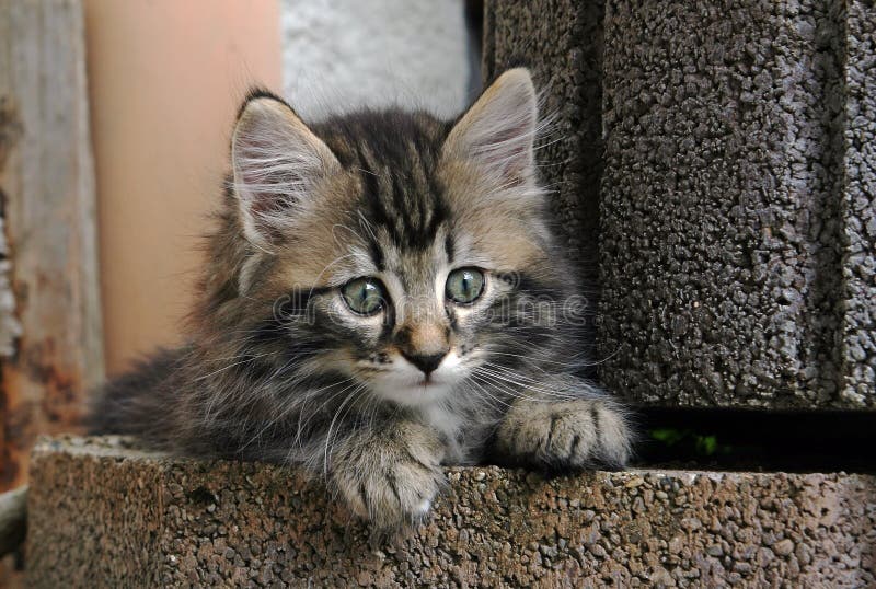 Um gatinho consideravelmente norueguês novo do doce foto de stock Um gatinho consideravelmente norueguês novo do doce foto de stock