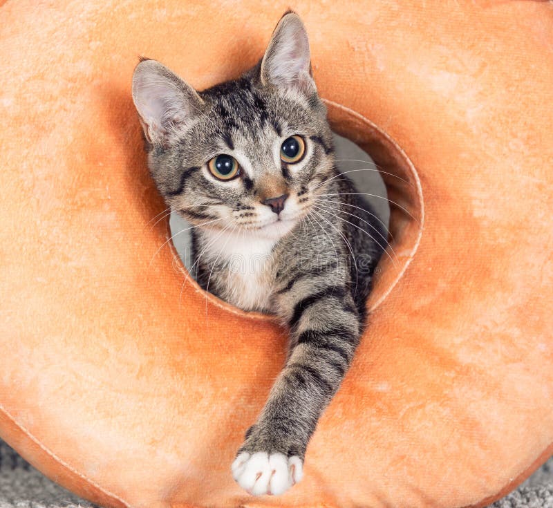 Um Gatinho De Macaco Listrado Brinca Com Um Travesseiro De Laranja Com Um  Buraco No Meio. Imagem de Stock - Imagem de pata, cinzento: 216670811