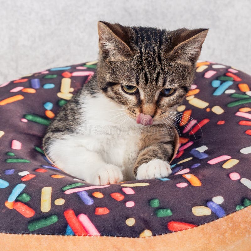 Um Gatinho De Macaco Listrado Brinca Com Um Travesseiro De Laranja Com Um  Buraco No Meio Imagem de Stock - Imagem de inesperado, objeto: 220873637