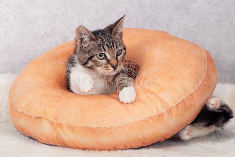 Um Gatinho De Macaco Listrado Brinca Com Um Travesseiro De Laranja Com Um  Buraco No Meio. Foto de Stock - Imagem de pequeno, estudo: 216670804