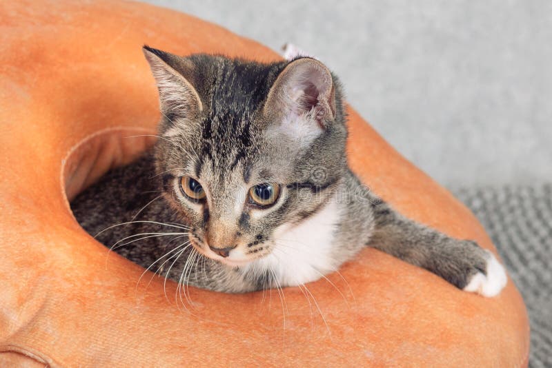 Um Gatinho De Macaco Listrado Brinca Com Um Travesseiro De Laranja Com Um  Buraco No Meio. Imagem de Stock - Imagem de pata, cinzento: 216670811