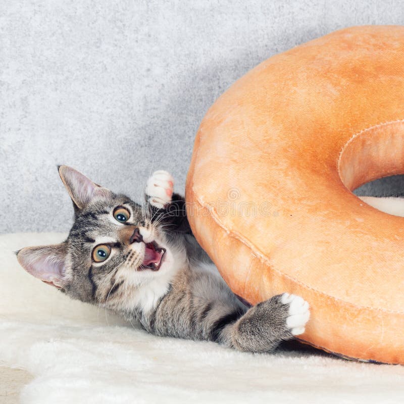 Um Gatinho De Macaco Listrado Brinca Com Um Travesseiro De Laranja Com Um  Buraco No Meio. Foto de Stock - Imagem de pequeno, estudo: 216670804