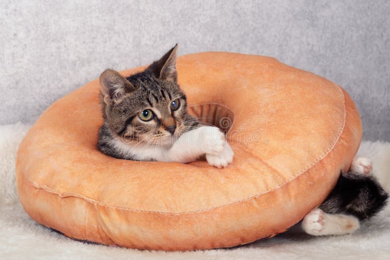 Um Gatinho De Macaco Listrado Brinca Com Um Travesseiro De Laranja Com Um  Buraco No Meio. Imagem de Stock - Imagem de pata, cinzento: 216670811