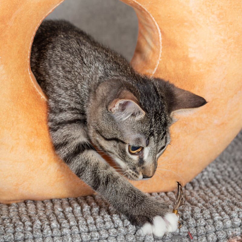 Um Gatinho De Macaco Listrado Brinca Com Um Travesseiro De Laranja Com Um  Buraco No Meio Imagem de Stock - Imagem de inesperado, objeto: 220873637