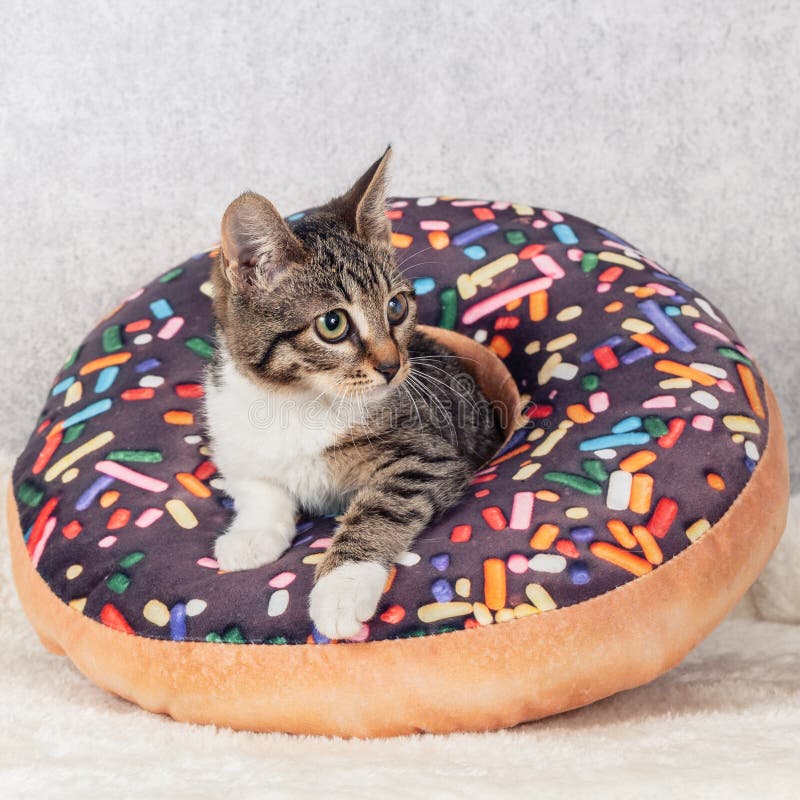 Um Gatinho De Macaco Listrado Brinca Com Um Travesseiro De Laranja Com Um  Buraco No Meio. Foto de Stock - Imagem de pequeno, estudo: 216670804