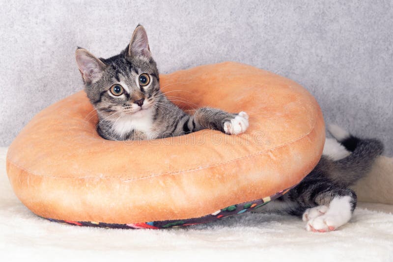 Um Gatinho De Macaco Listrado Brinca Com Um Travesseiro De Laranja Com Um  Buraco No Meio. Imagem de Stock - Imagem de animal, furo: 229351149