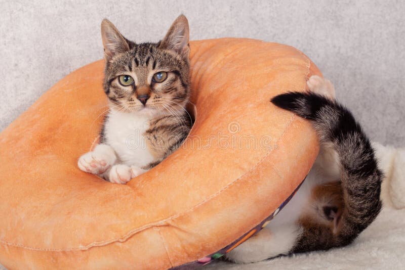 Um Gatinho De Macaco Listrado Brinca Com Um Travesseiro De Laranja Com Um  Buraco No Meio. Foto de Stock - Imagem de curiosidade, listrado: 216670826