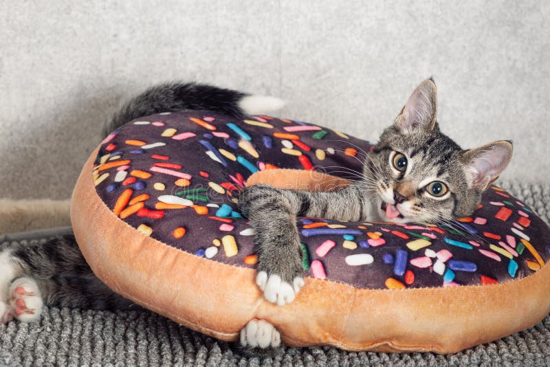 Um Gatinho De Macaco Listrado Brinca Com Um Travesseiro De Laranja Com Um  Buraco No Meio Imagem de Stock - Imagem de inesperado, objeto: 220873637