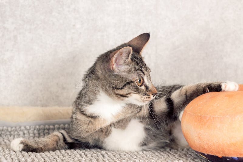 Um Gatinho De Macaco Listrado Brinca Com Um Travesseiro De Laranja Com Um  Buraco No Meio. Foto de Stock - Imagem de curiosidade, listrado: 216670826