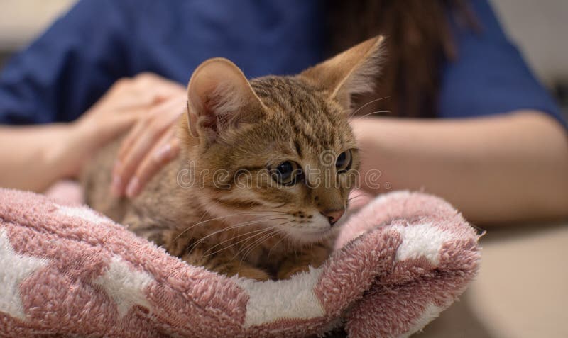 Um Gato Fofo Com Uma Cara Insatisfeita Engraçada Sentado Na Sala De Jogos  No Meio Do Conjunto De Construção Imagem de Stock - Imagem de pele, relaxe:  273463869