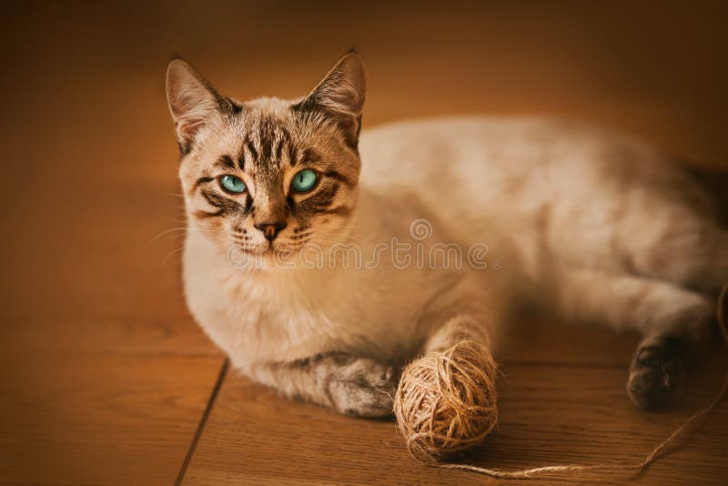 O gato fofo está brincando com uma bola de fios rosa. curioso gatinho  deitado em cima