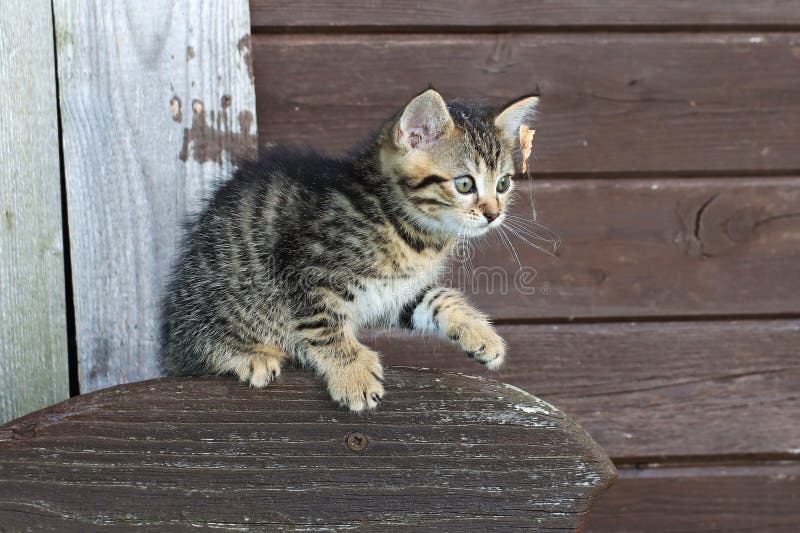 Um gatinho com pelagem listrada e uma folha na cabeça fotos de stock