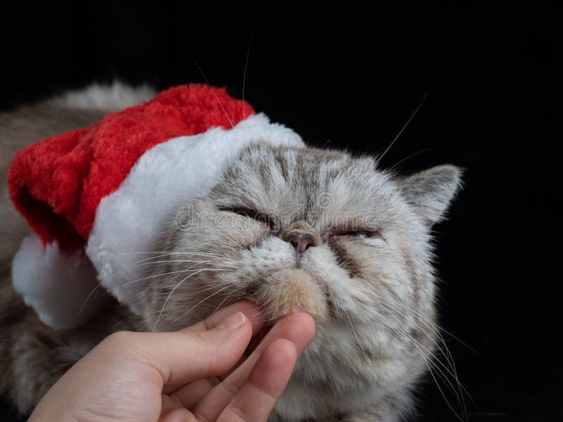 Um Gato Fofo Com Uma Cara Insatisfeita Engraçada Sentado Na Sala De Jogos  No Meio Do Conjunto De Construção Imagem de Stock - Imagem de pele, relaxe:  273463869