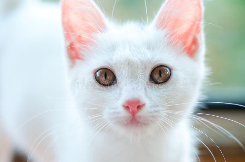 Jogo de gatinho branco imagem de stock. Imagem de patas - 240469143