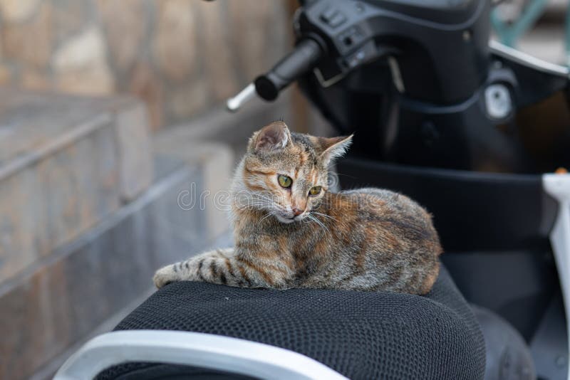 Um Gatinho De Macaco Listrado Brinca Com Um Travesseiro De Laranja Com Um  Buraco No Meio. Foto de Stock - Imagem de pequeno, estudo: 216670804