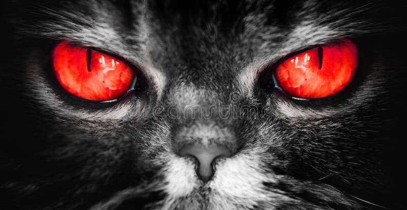 Um gato com diabo vermelho eyes, uma cara terrível má de um pesadelo, olhares diretamente na alma, câmera