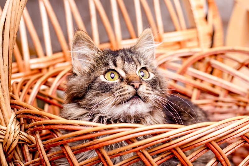 Um pequeno gatinho vermelho olha para fora de uma cesta de vime