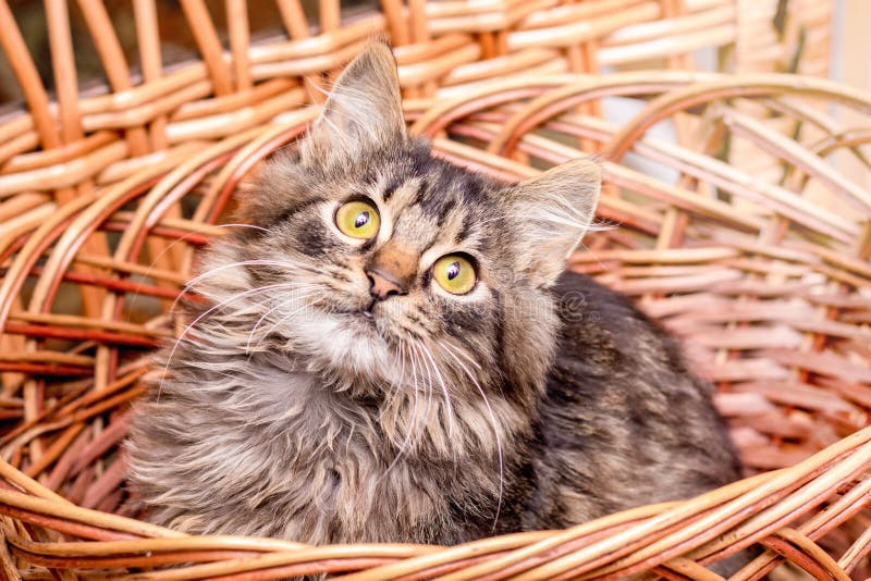 Um pequeno gatinho vermelho olha para fora de uma cesta de vime