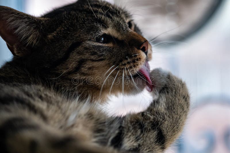 Um gato muito bonito está lambendo imagem de stock Um gato muito bonito está lambendo imagem de stock