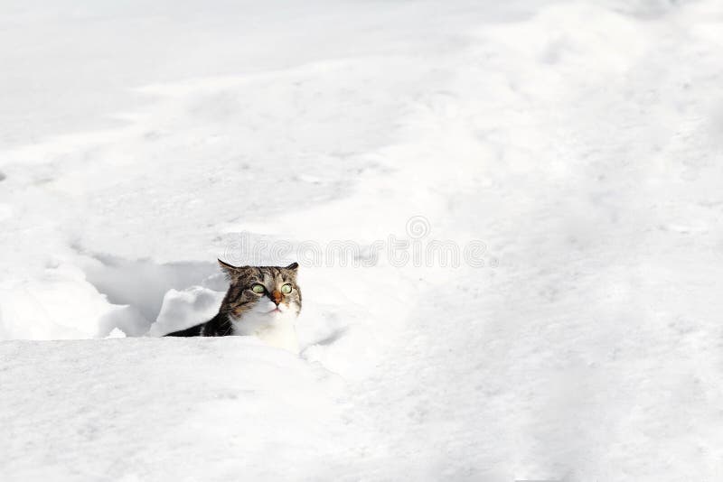 Um gato olha curiosamente fora da neve fotos de stock royalty free