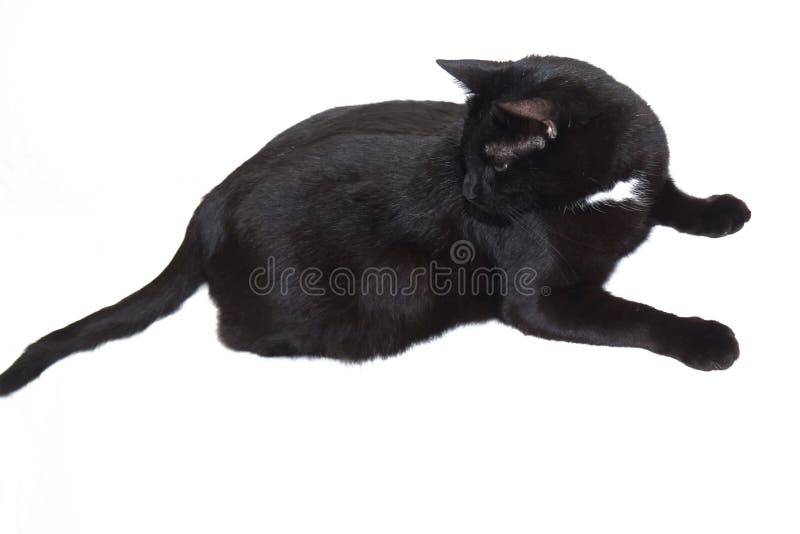 Gato Preto Deitado Em Um Fundo Branco, Imagem De Gato Para Imprimir, Gato,  Hd Imagem de plano de fundo para download gratuito