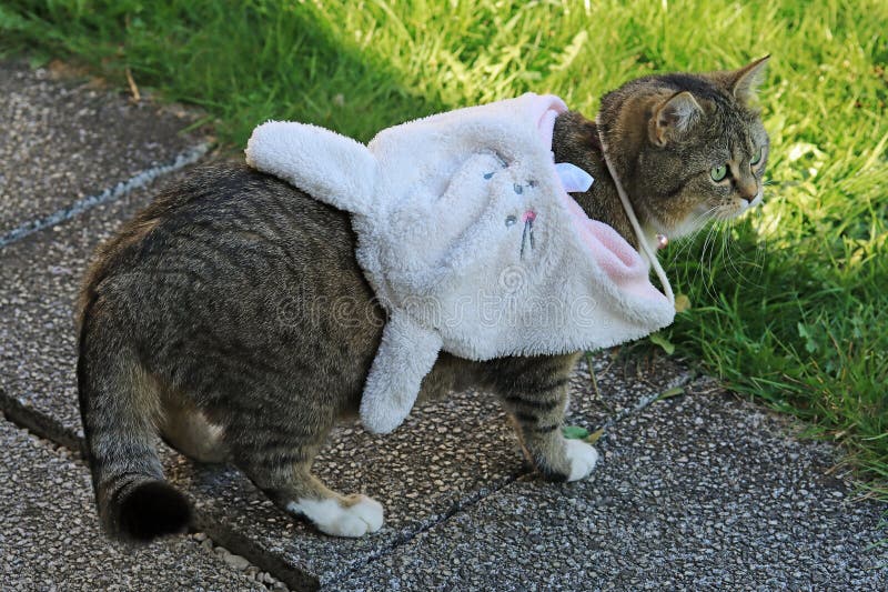 Um gato usa um chapéu de coelho branco engraçado imagens de stock