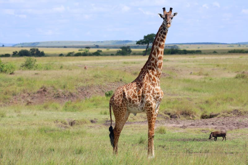 Um girafa no Masai mara foto de stock royalty free Um girafa no Masai mara foto de stock royalty free