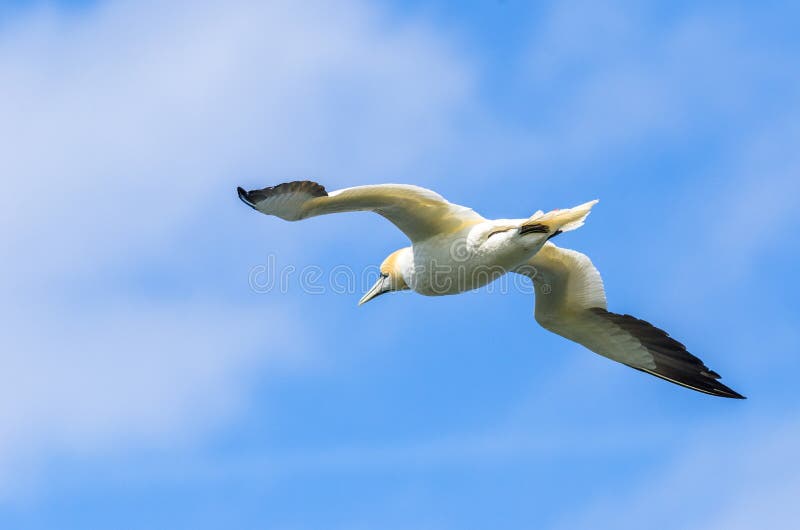 Um grande albatroz em voo imagens de stock royalty free Um grande albatroz em voo imagens de stock royalty free