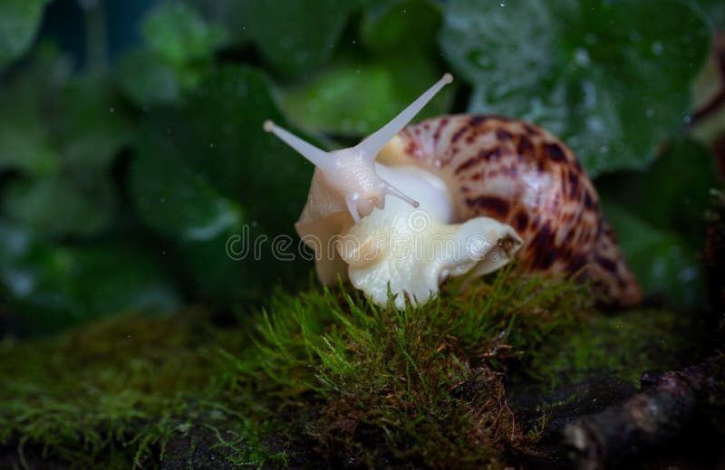 Um grande caracol marrom - ahatina do ahaatin - caracol africano gigante, fulica de Achatina, fulica de Lissachatina rasteja no d imagens de stock Um grande caracol marrom - ahatina do ahaatin - caracol africano gigante, fulica de Achatina, fulica de Lissachatina rasteja no d imagens de stock