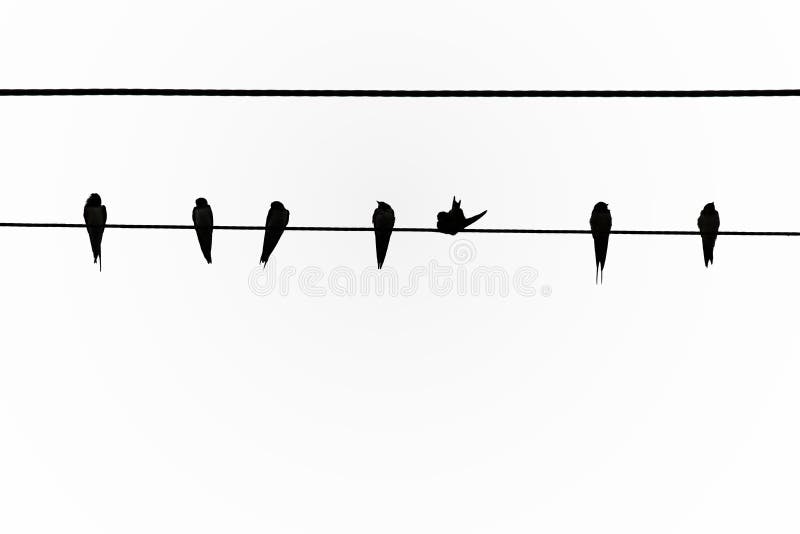 Um grande número pássaros estão na linha elétrica Em áreas rurais, no tempo do por do sol ilustração do vetor Um grande número pássaros estão na linha elétrica Em áreas rurais, no tempo do por do sol ilustração do vetor