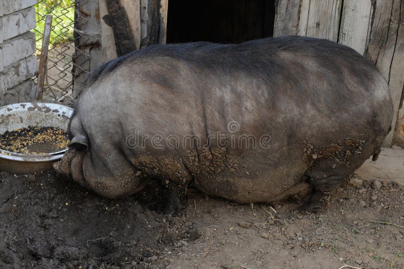 Um grande porco vietnamiano vietnamiano não pode andar por muito tempo e não vê somente imagens de stock Um grande porco vietnamiano vietnamiano não pode andar por muito tempo e não vê somente imagens de stock