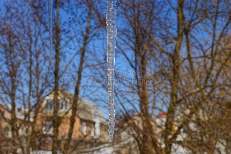 Um grande sincelo transparente na natureza contra um fundo de ramos de árvore e de um céu azul fotografia de stock Um grande sincelo transparente na natureza contra um fundo de ramos de árvore e de um céu azul fotografia de stock