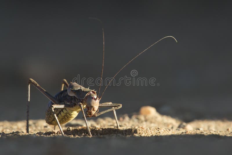 Um grilo ou grilo chapeado armadura na terra Encontrado em Nam?bia, em Zimbabwe, em Angola, em Botswana & em ?frica do Sul imagem de stock Um grilo ou grilo chapeado armadura na terra Encontrado em Nam?bia, em Zimbabwe, em Angola, em Botswana & em ?frica do Sul imagem de stock