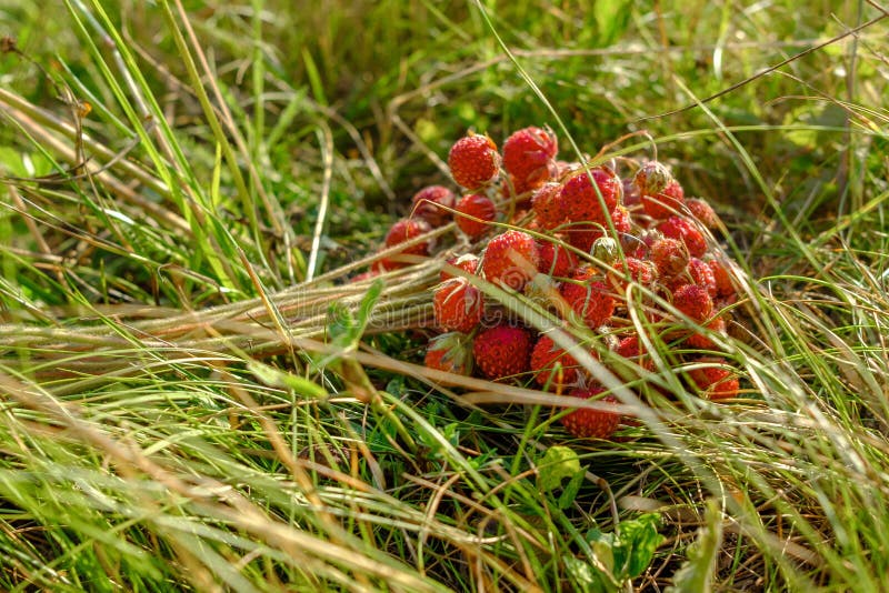 Um grupo das morangos vermelhas selvagens maduras que encontram-se na grama Presentes orgânicos doces perfumados da natureza imagens de stock Um grupo das morangos vermelhas selvagens maduras que encontram-se na grama Presentes orgânicos doces perfumados da natureza imagens de stock