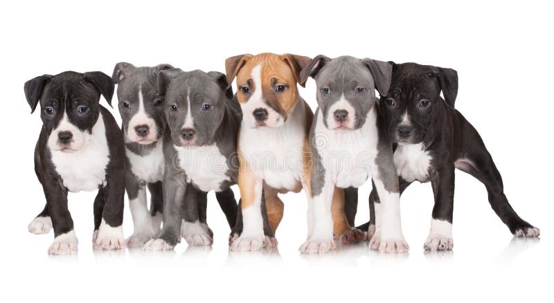 Um grupo de cachorrinhos do terrier de Staffordshire americano imagens de stock royalty free Um grupo de cachorrinhos do terrier de Staffordshire americano imagens de stock royalty free
