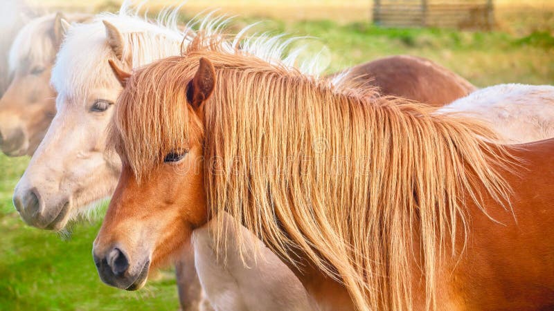 Um grupo de cavalos island?ses bonitos que est?o junto imagem de stock royalty free Um grupo de cavalos island?ses bonitos que est?o junto imagem de stock royalty free