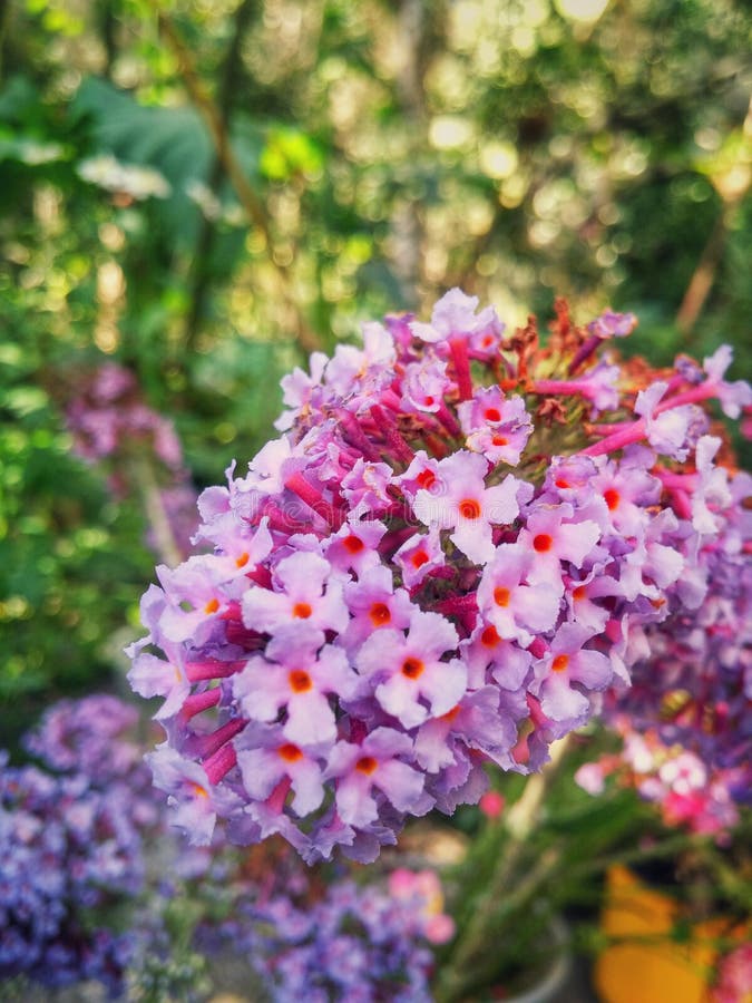 Um grupo de flores brancas mindinhos pequenas bonitas que vivem na coleção imagens de stock royalty free Um grupo de flores brancas mindinhos pequenas bonitas que vivem na coleção imagens de stock royalty free