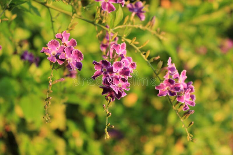 Um grupo de flores cor-de-rosa bonitas imagens de stock Um grupo de flores cor-de-rosa bonitas imagens de stock