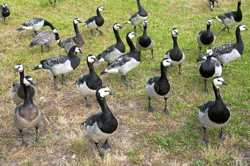 Um grupo de gansos de craca selvagens em um parque foto de stock Um grupo de gansos de craca selvagens em um parque foto de stock